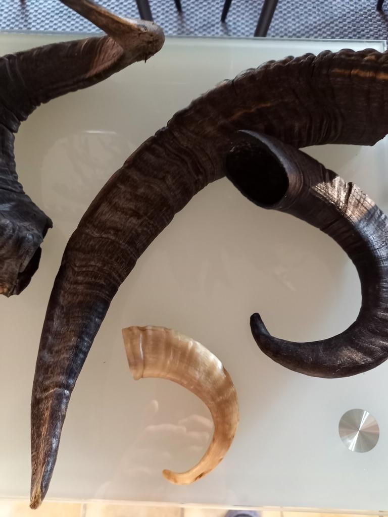 Art africain. Cornes ., Ophalen of Verzenden