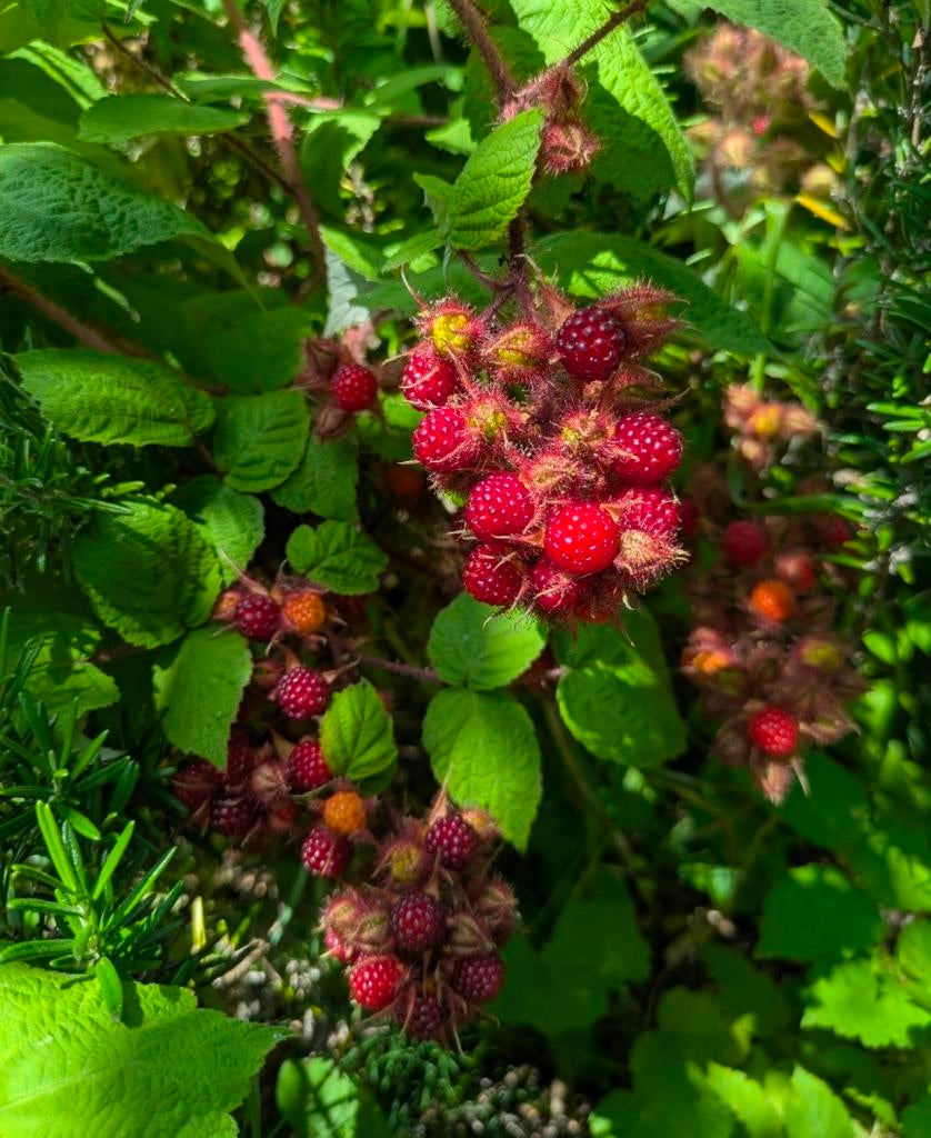 Planten Japanse wijnbes, Tuin en Terras, Ophalen