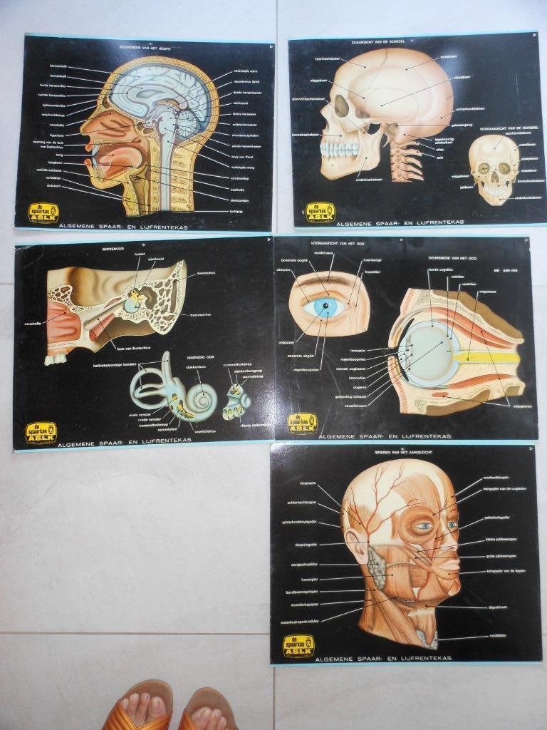 anatomische schoolplaten, Antiek en Kunst, Ophalen of Verzenden, Natuur en Biologie