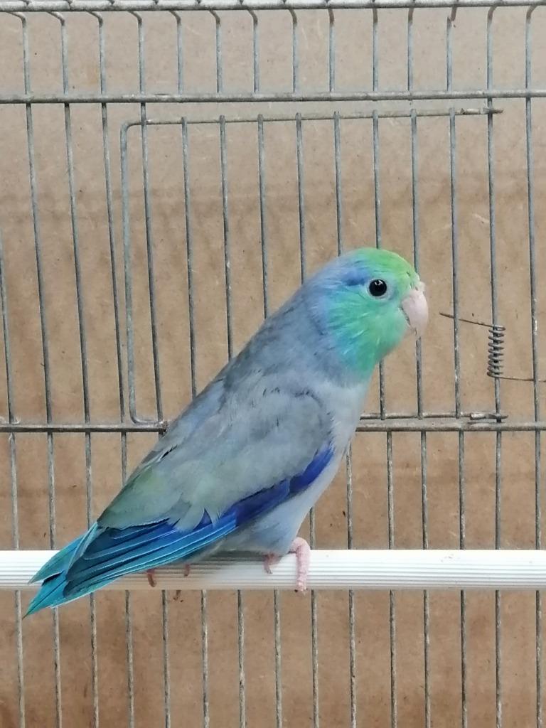 Forpus in verschillende mutaties, Dieren en Toebehoren, Vogels | Parkieten en Papegaaien, Meerdere dieren, Parkiet, Geringd