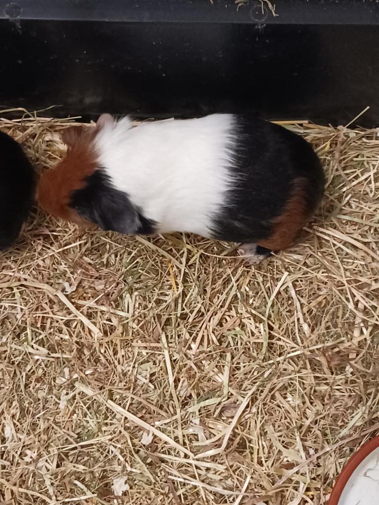 cavia mannelijk, Décembre, Mâle, Cobaye