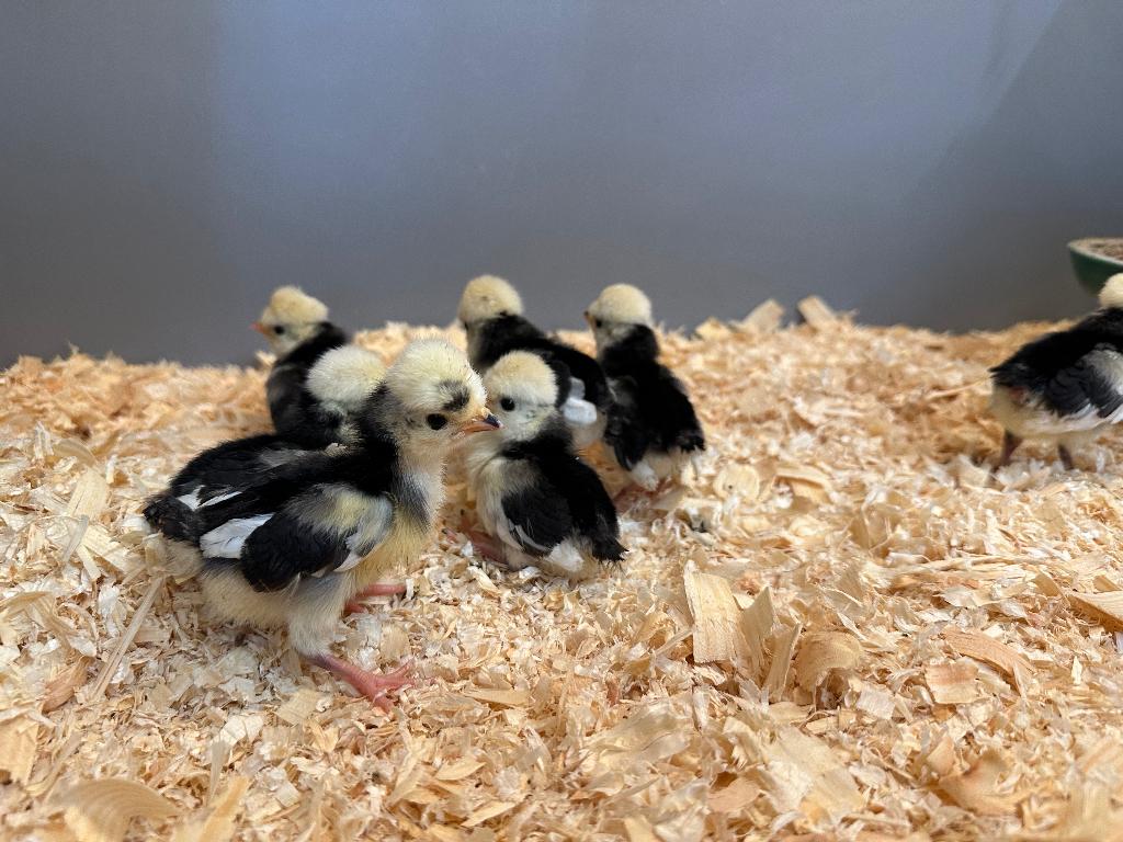 Jonge tamme Hollandse kuifhoen kuikens gesekst en ingeënt, Dieren en Toebehoren, Pluimvee, Vrouwelijk, Kip