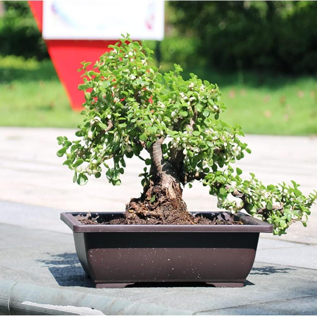 Set van 6 kleine rechthoekige bloempotten GRATIS LEVERING, Kunststof, Verzenden, Nieuw, Tuin