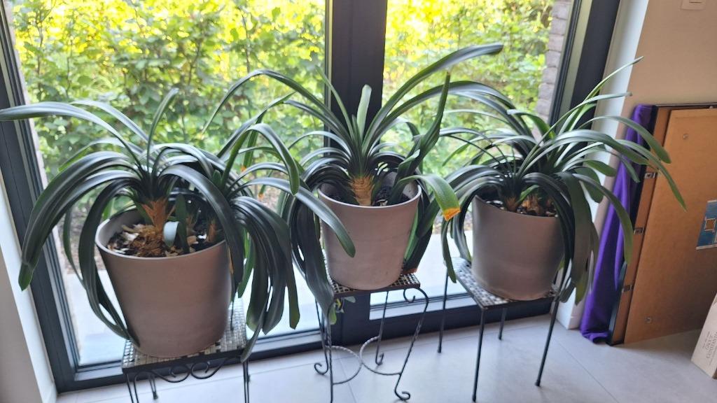 Clivia planten , zonder pot, Ophalen, Vetplant, Halfschaduw, Minder dan 100 cm