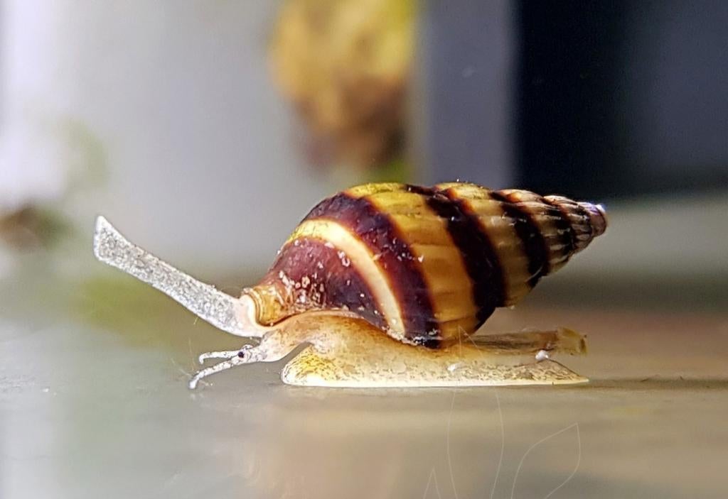 Escargots Helena pour aquarium, Animaux & Accessoires