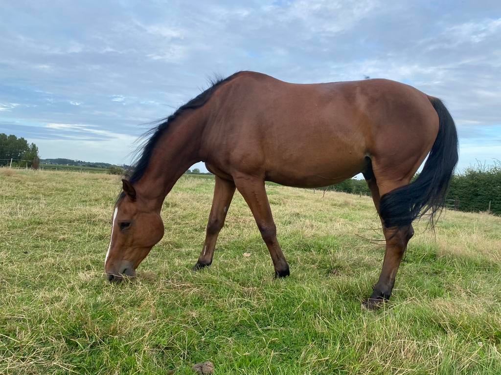 Weide gezocht | Burst, Weidegang, 1 paard of pony