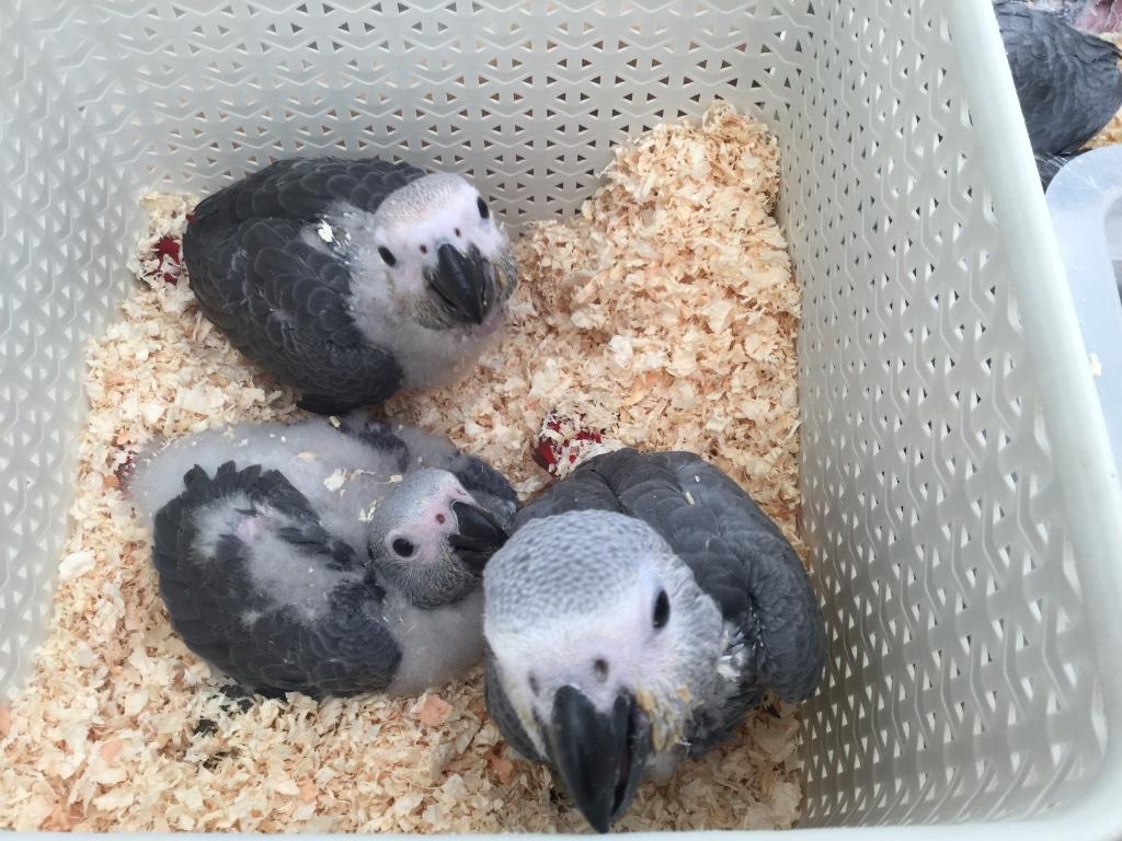 Jeunes perroquets gris du gabon, eleve a main, Dieren en Toebehoren, Meerdere dieren, Papegaai, Pratend