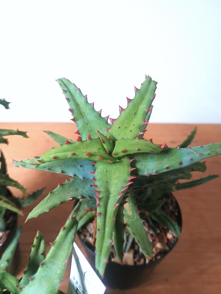 Aloe castilloniae - Madagascar, Huis en Inrichting, Kamerplanten, Vetplant, Ophalen of Verzenden, Minder dan 100 cm, Bloeiende kamerplant