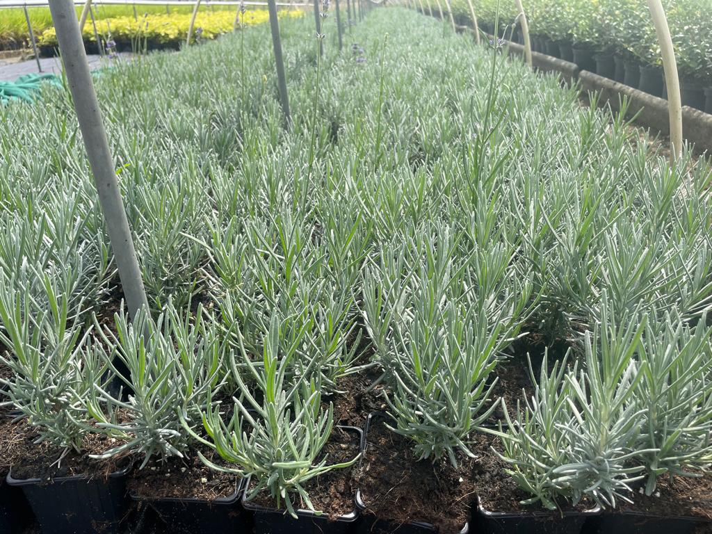 Lavendel Munstead., Ophalen, Palm