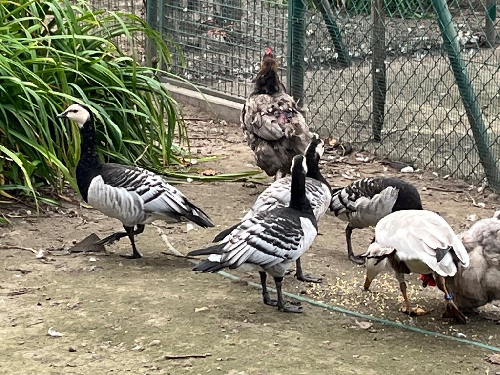 Brand gans, Dieren en Toebehoren, Meerdere dieren, Gans of Zwaan