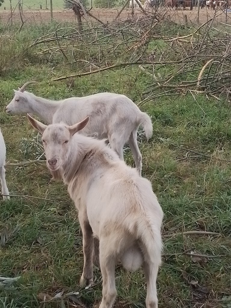 Bouc, février 2026, Animaux & Accessoires, Mâle, Chèvre, 0 à 2 ans