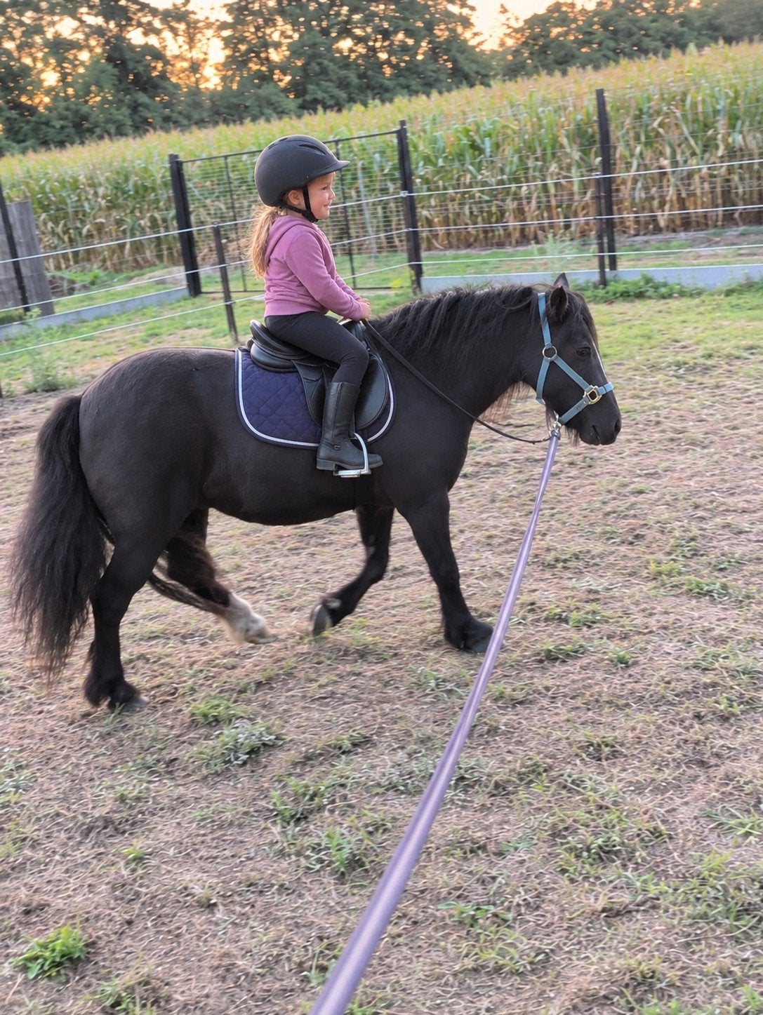 a pony merri 1m10 drachtig, Étalon, Avec puce électronique
