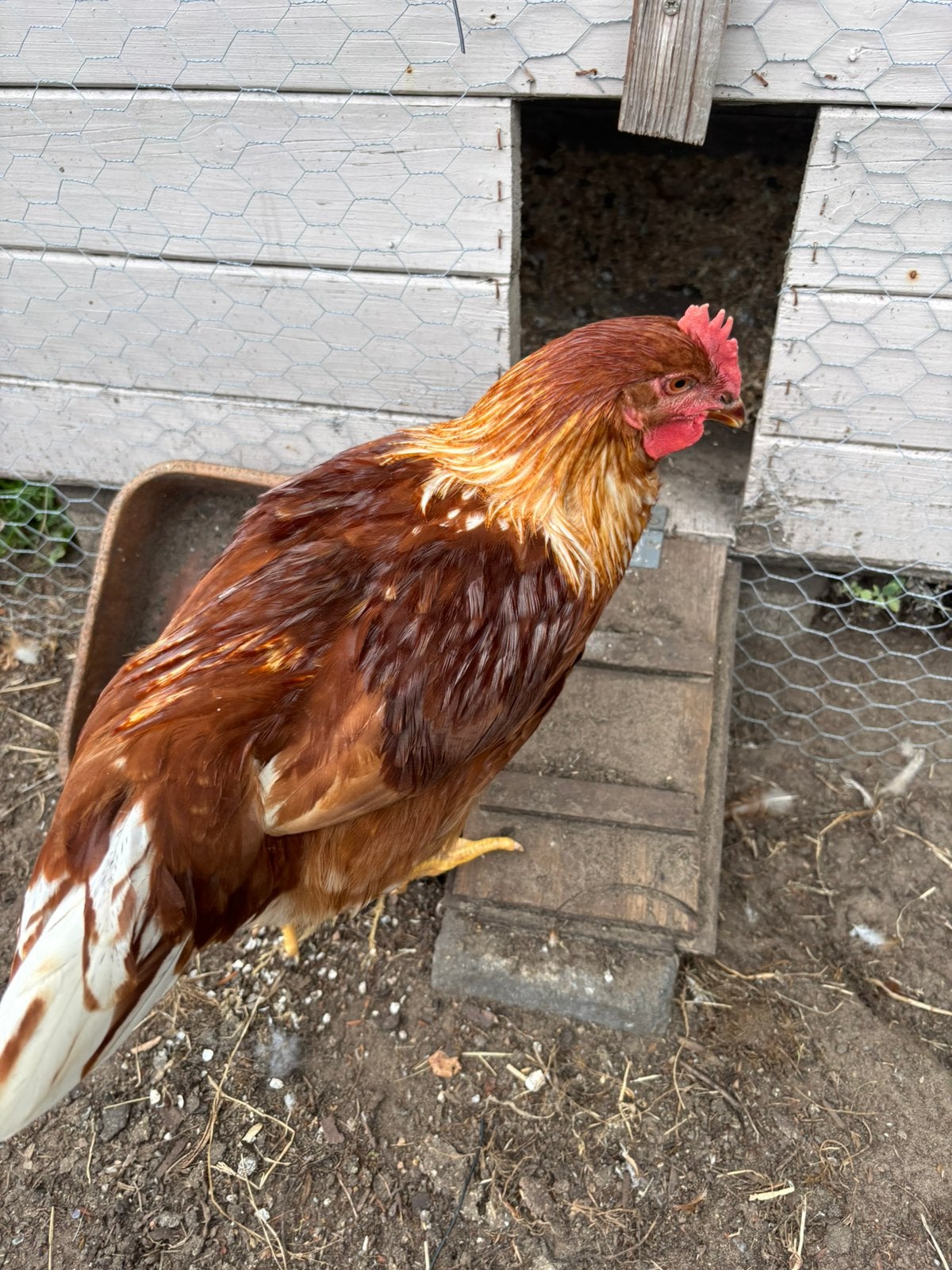2 jonge hanen te koop, Dieren en Toebehoren, Pluimvee, Mannelijk, Kip
