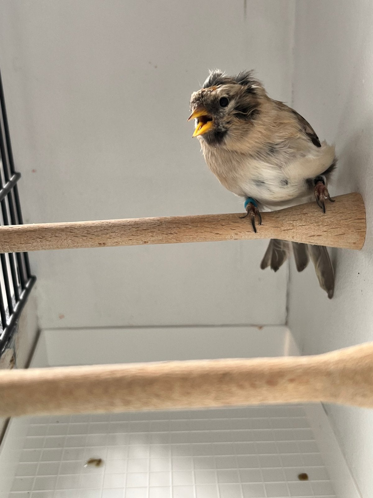Witstuit barmsijs man, Dieren en Toebehoren