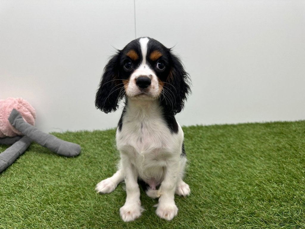 Nestje Cavalier King Charles Spaniel, België, 15 weken tot 1 jaar, CDV (hondenziekte), Meerdere