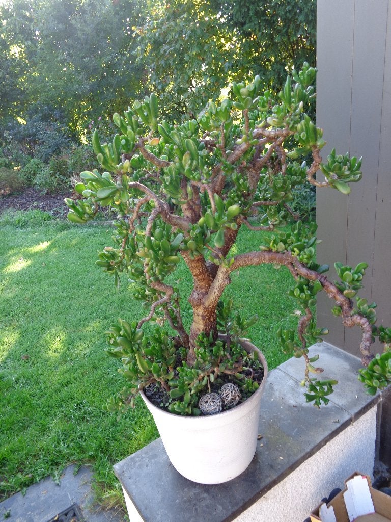 plante de jade "hobbit", Maison & Meubles, Plante succulente, En pot, Moins de 100 cm, Enlèvement
