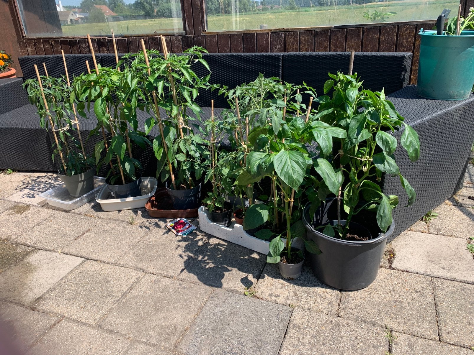 Plantes de potager, Enlèvement
