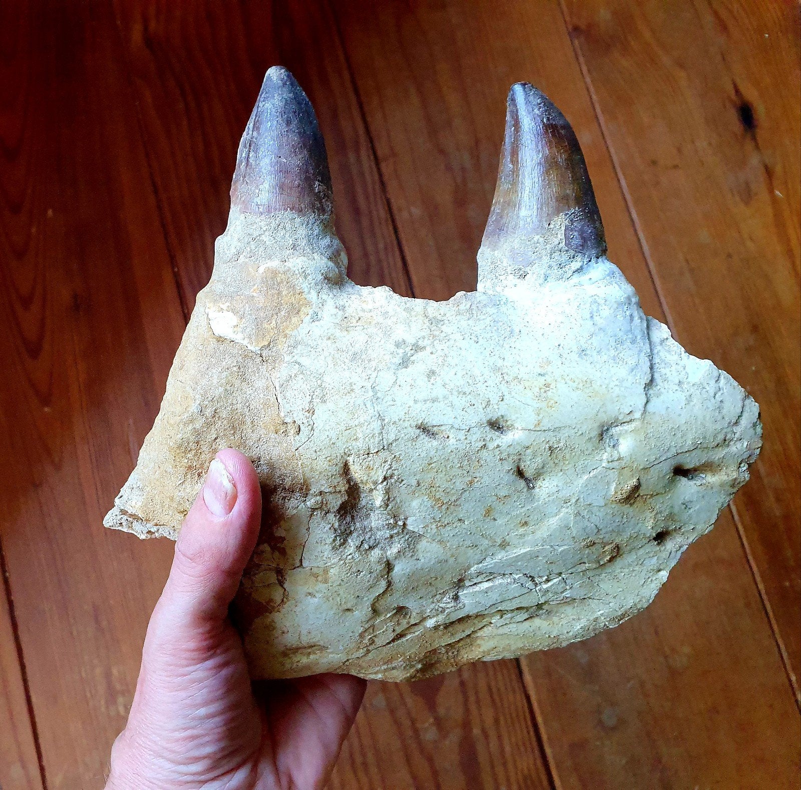 Kaakfragment Mosasaurus prognathodon giganteus, Verzamelen, Mineralen en Fossielen, Ophalen of Verzenden