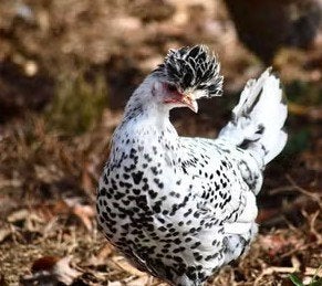 Poules pondeuses et poulets d'ornement - 0472-51.09.71 -A21h, Poule ou poulet