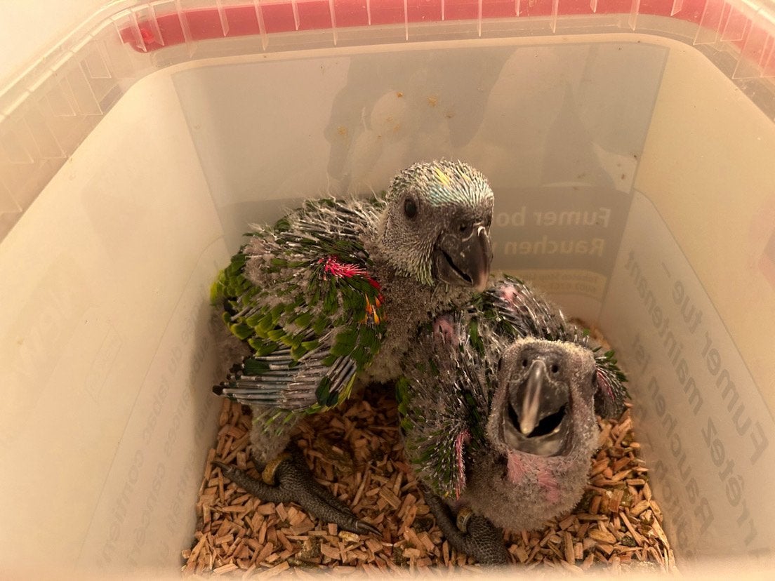 Amazone a front bleu EAM, Dieren en Toebehoren, Reptielen en Amfibieën