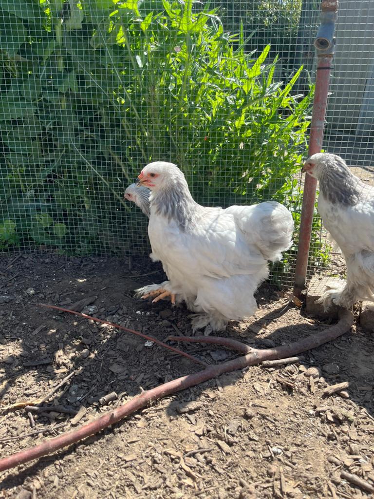 Brahma kippen, Dieren en Toebehoren, Pluimvee, Kip