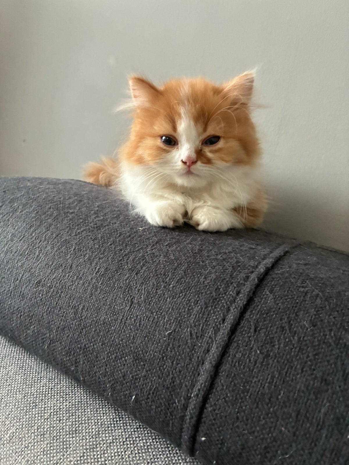 Super lief brits langhaar katertje red bicolor, Chat, Avec pedigree, 0 à 2 ans