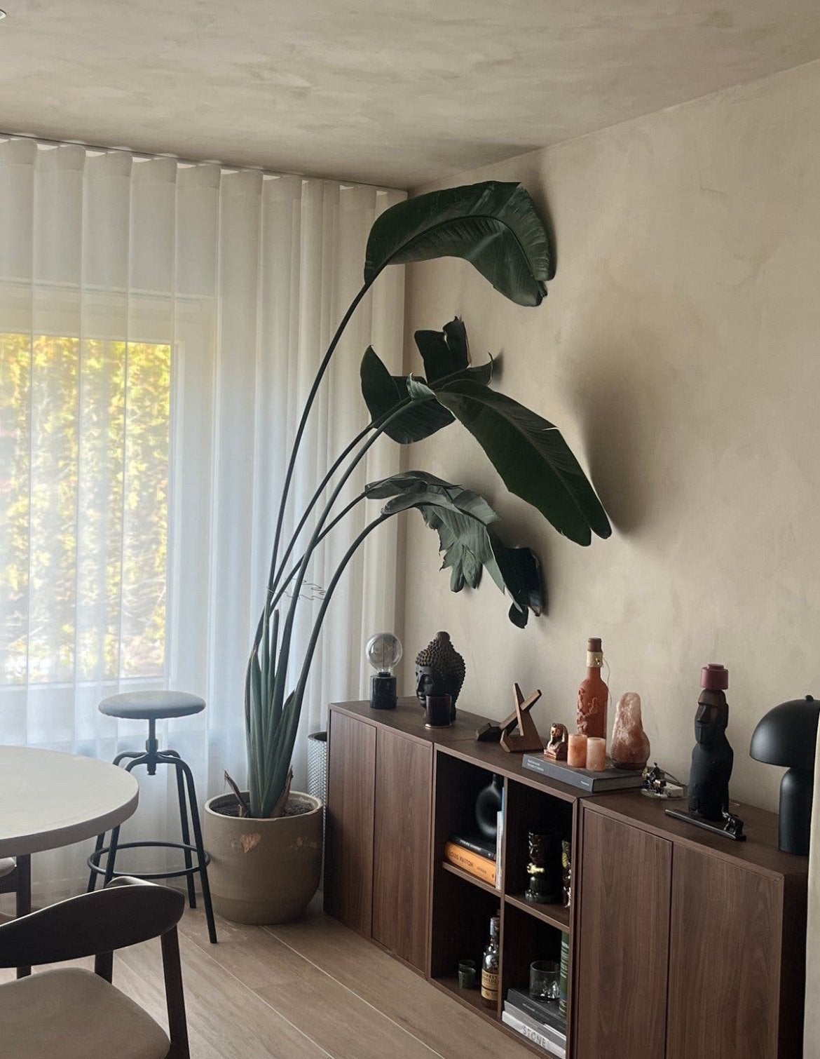 Strelitzia met pot, Ophalen