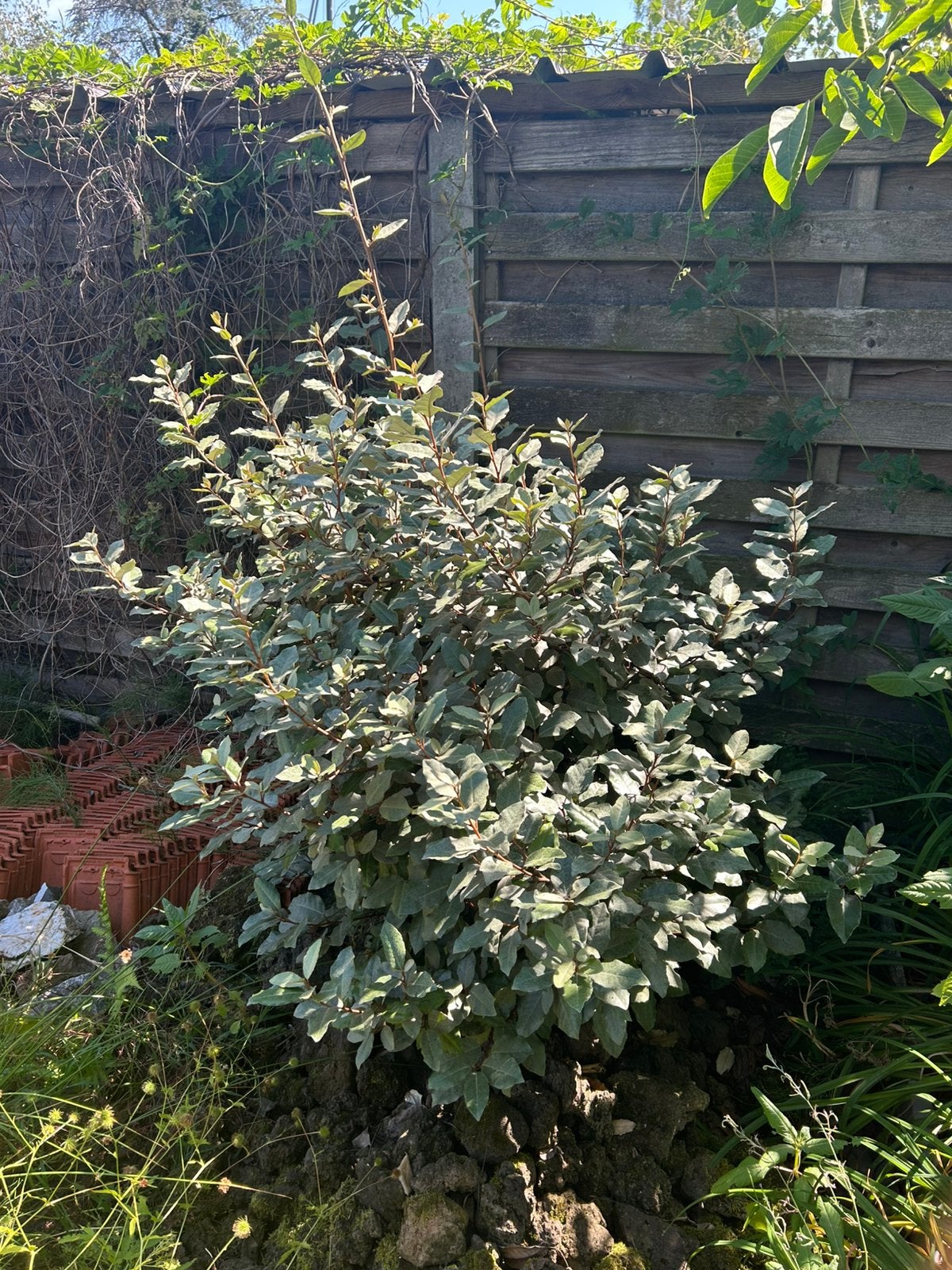 Olijfwilg of Elaeagnus ebbingei 'Compacta',, Tuin en Terras, Ophalen