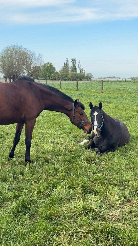 Volpension paard, Dieren en Toebehoren, Stalling en Weidegang, Stalling, Weidegang, 4 paarden of pony's of meer