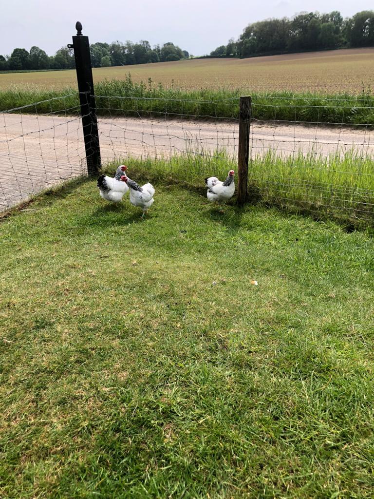 Wyandotte Columbia met onverwante haan kriel., Animaux & Accessoires, Volatiles