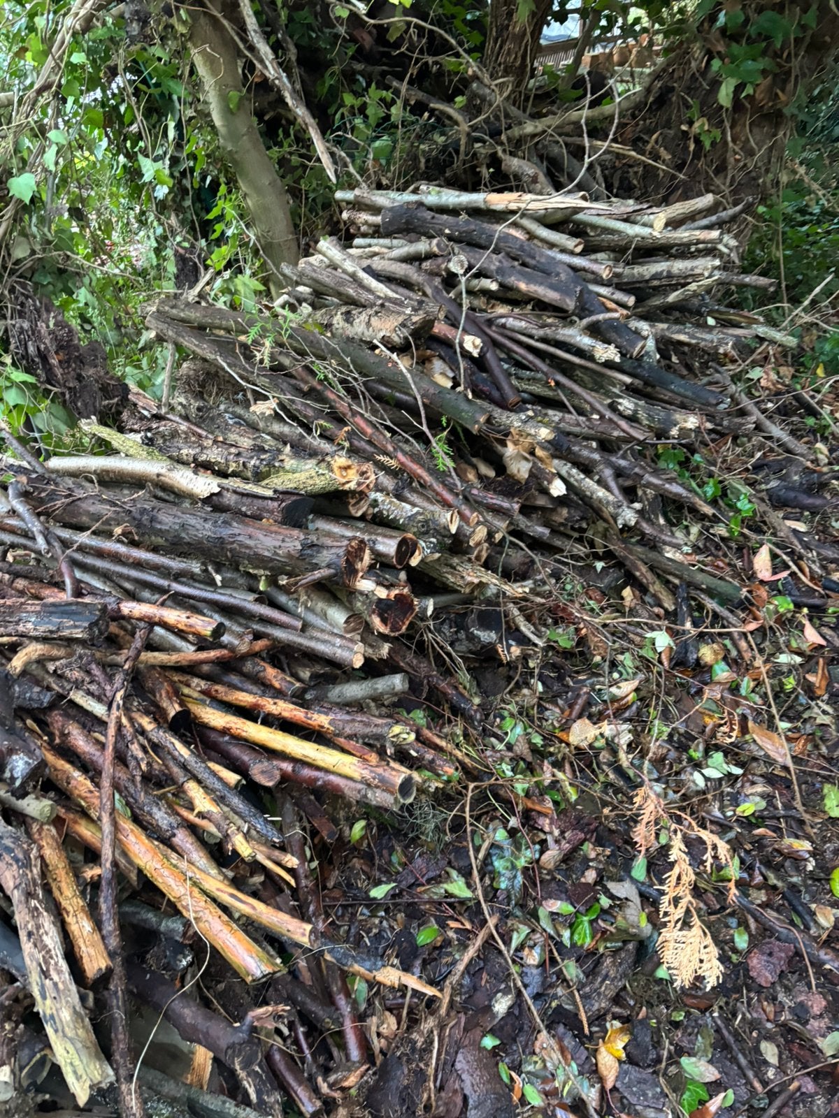Gratis brandhout, Jardin & Terrasse, Enlèvement, Bûches