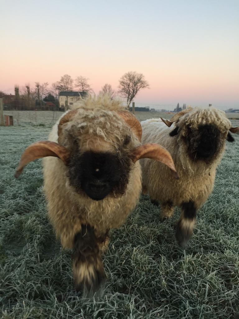 Wol gratis te verkrijgen., Hobby en Vrije tijd, Ophalen, Nieuw, Breien of Haken, Wol of Garen