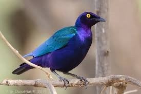 étourneau violet, Mâle, Oiseau tropical, Domestique