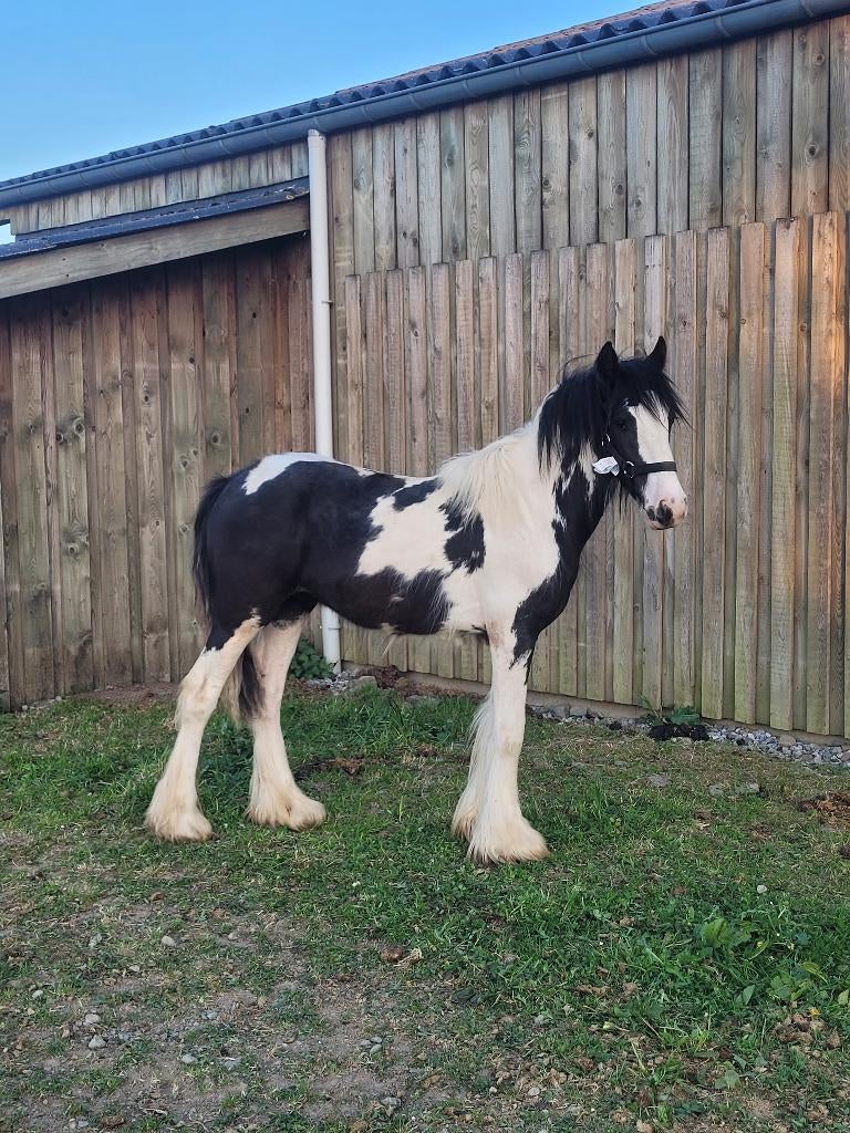 Iers COB/Tinkerveulen, Dieren en Toebehoren, 0 tot 2 jaar, Hengst, B pony (1.17m tot 1.27m), Onbeleerd