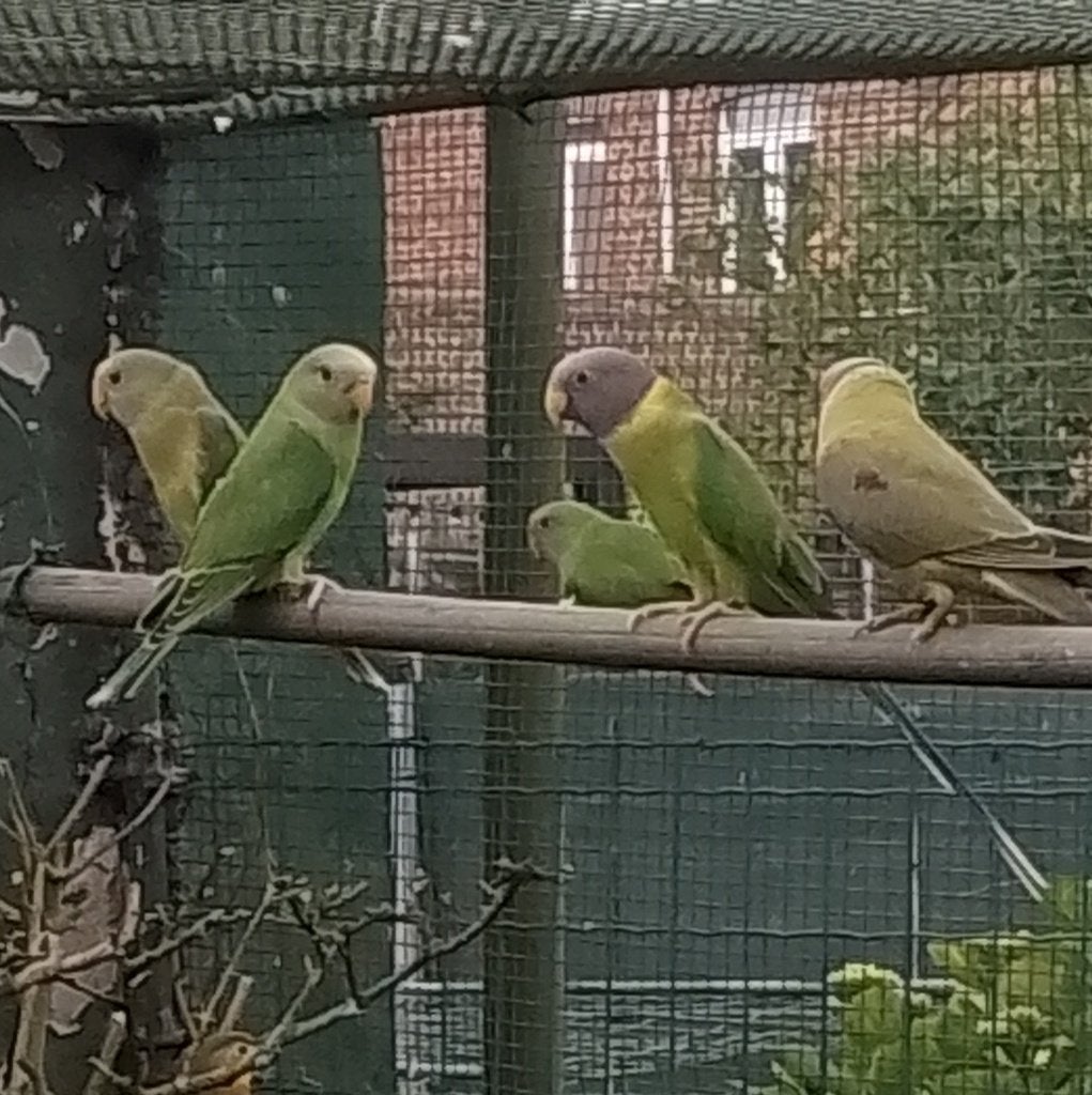 pruimkop parkiet, Geslacht onbekend, Parkiet