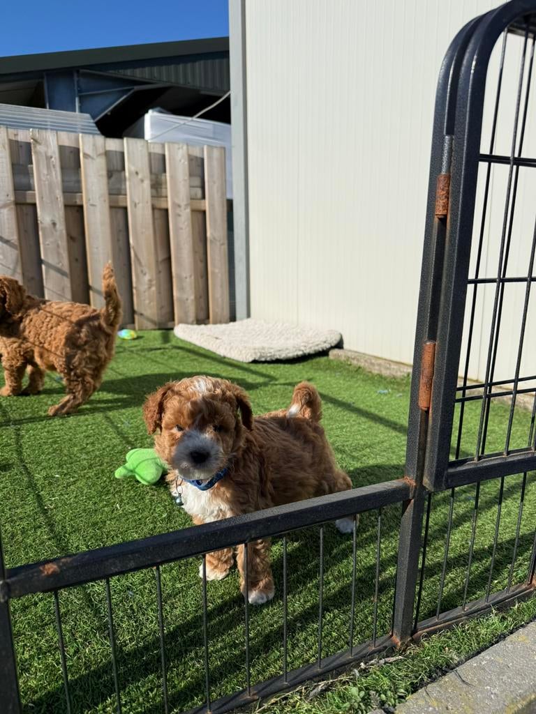 Prachtige labradoodle pups, Dieren en Toebehoren, Parvo, België, Overige rassen, 8 tot 15 weken