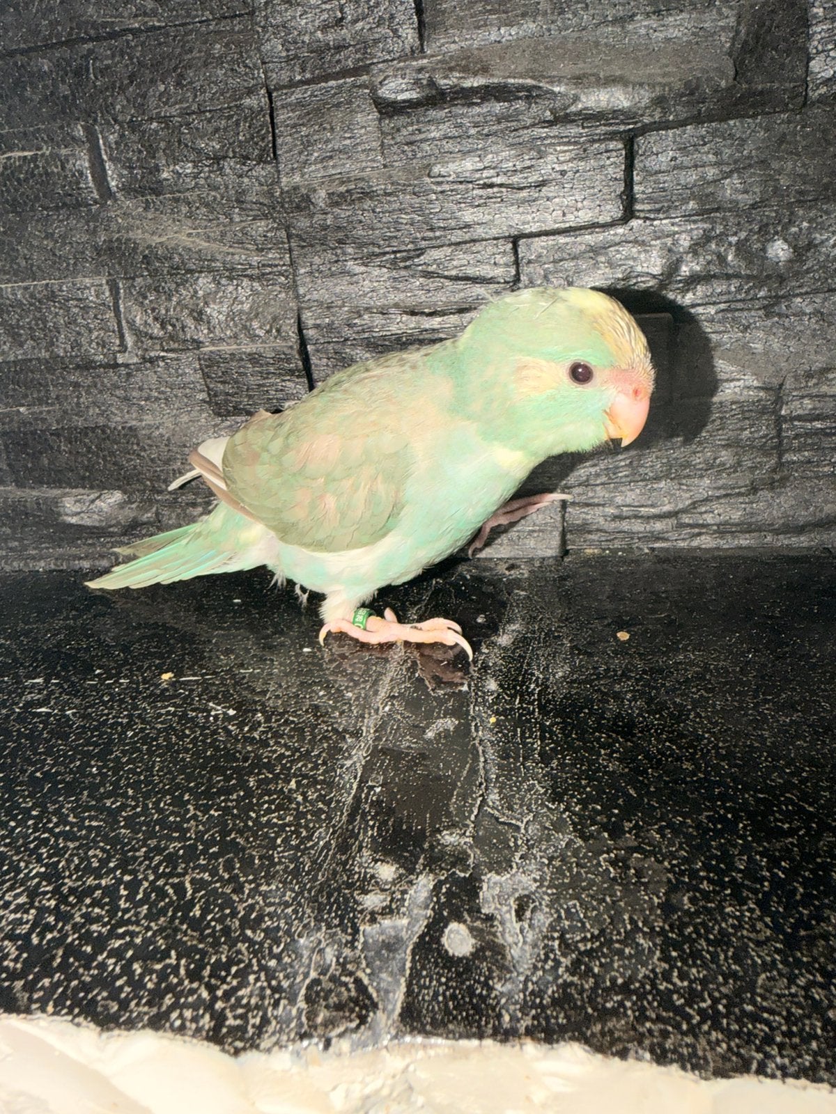 Kakariki, Sexe inconnu, Perroquet nain ou Inséparable, Parleur