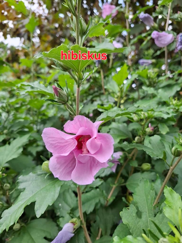 Paarse hibiskus stekken, Tuin en Terras, Planten | Tuinplanten, Ophalen of Verzenden