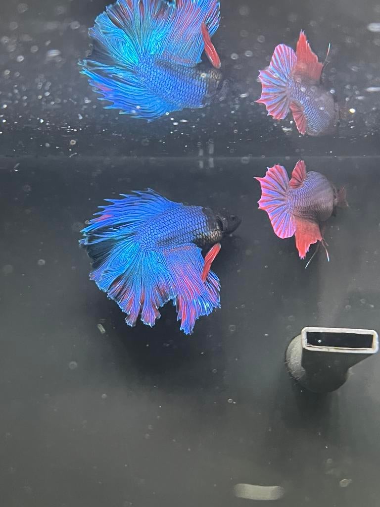 Betta, Poisson, Poisson d'eau douce