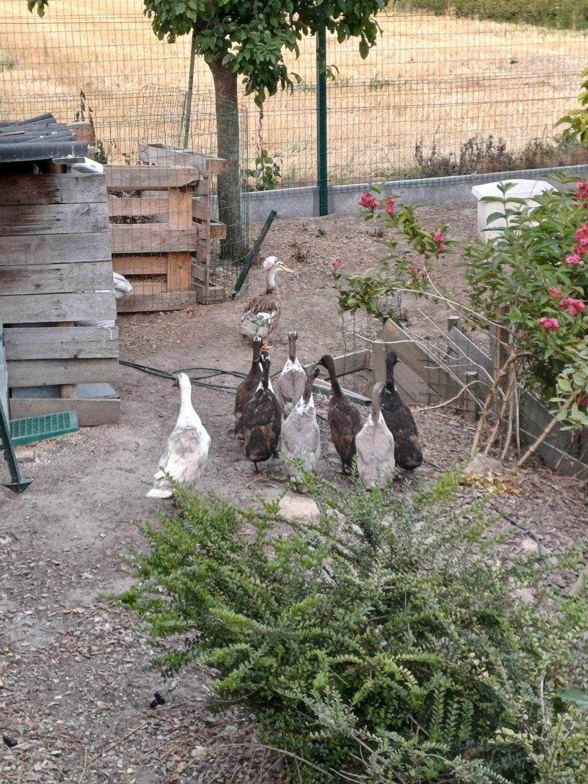 loopeenden, Dieren en Toebehoren, Pluimvee, Meerdere dieren, Eend