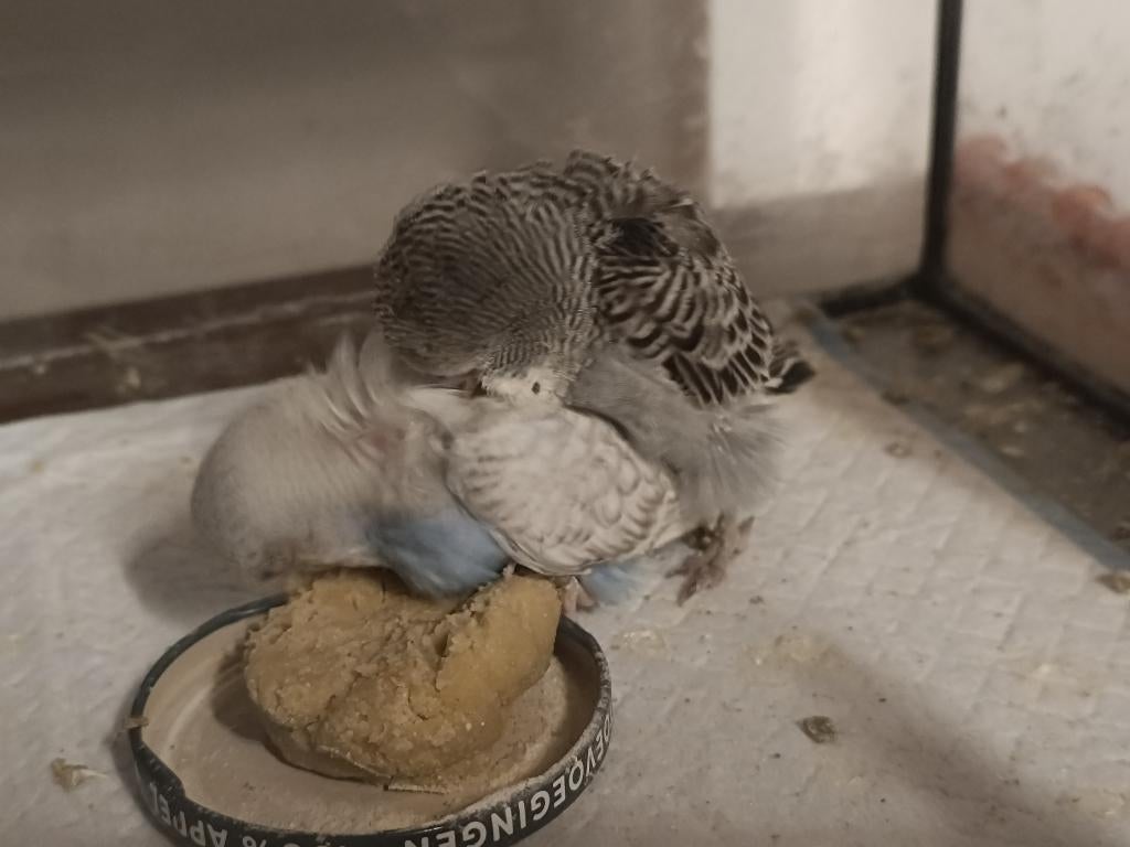 Kanarie, Dieren en Toebehoren, Vogels | Kanaries