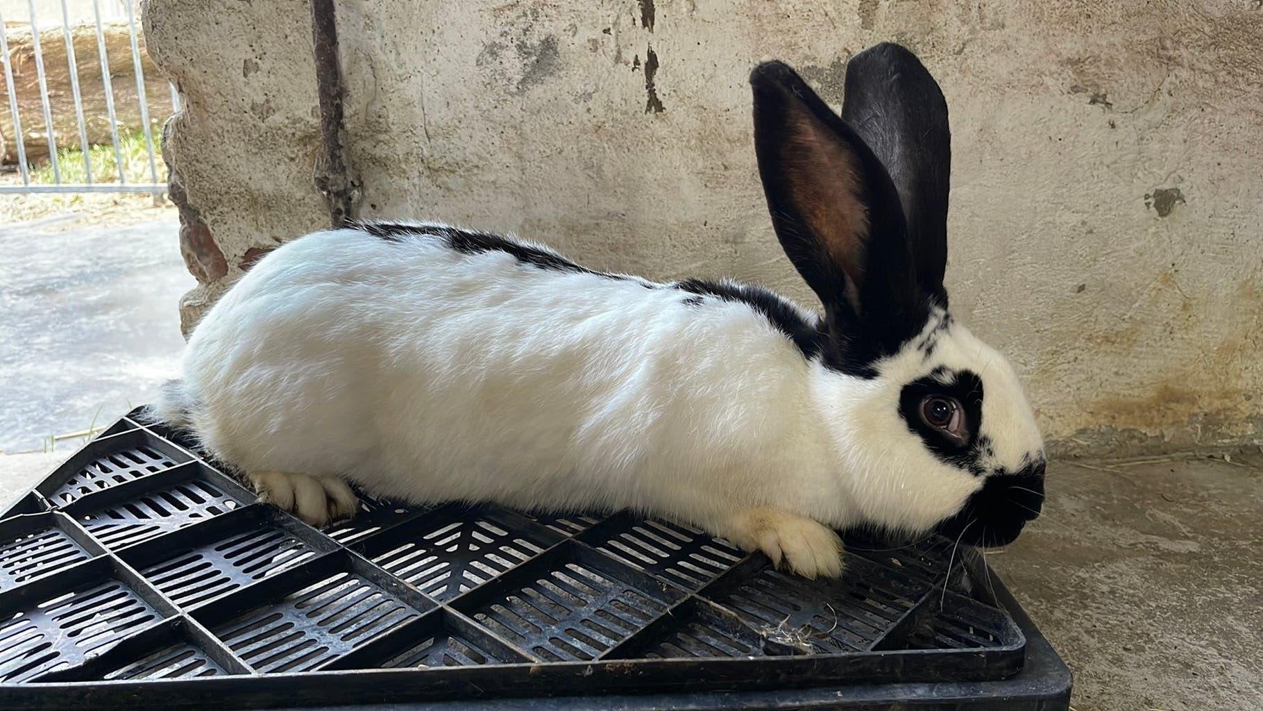 Groot lotharinger, Dieren en Toebehoren, Konijnen, Groot