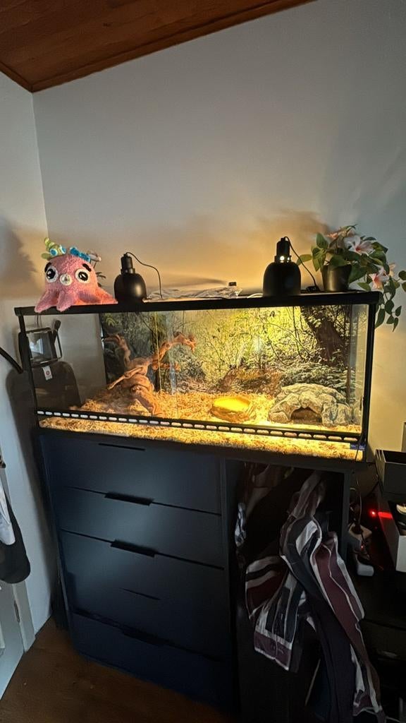 Terrarium, Dieren en Toebehoren, Ophalen