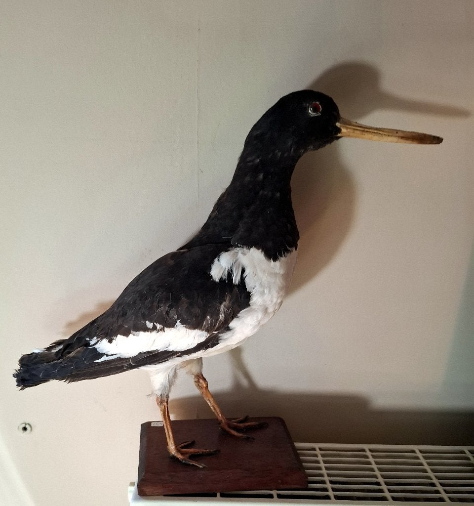 Huîtrier en peluche Haematopus ostralegus, Collections, Enlèvement ou Envoi, Utilisé, Oiseaux, Animal empaillé