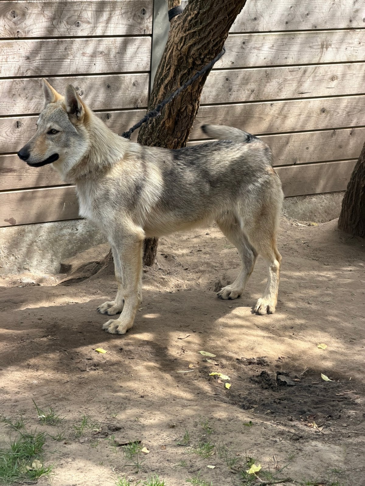 Prachtige Tsjechoslowaakse Wolfhond te koop, 15 semaines à 1 an, Étranger, Particulier, Chien (mâle)