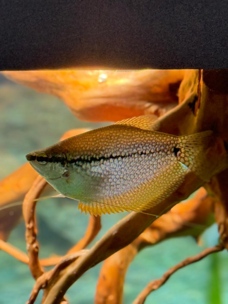 Diamant gourami(vrouw), Dieren en Toebehoren, Vis