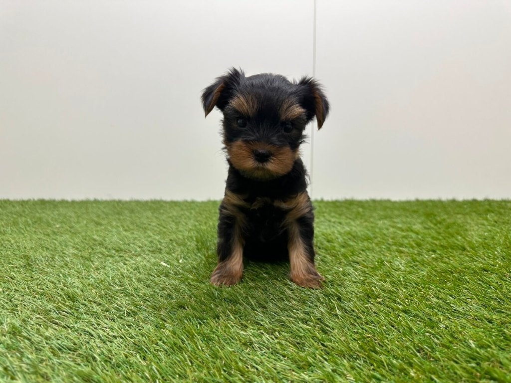 Portée de chiots Yorkshire Terrier, taille petite, Maladie de Carré (chiens), Yorkshire Terrier, Chien (mâle), Belgique