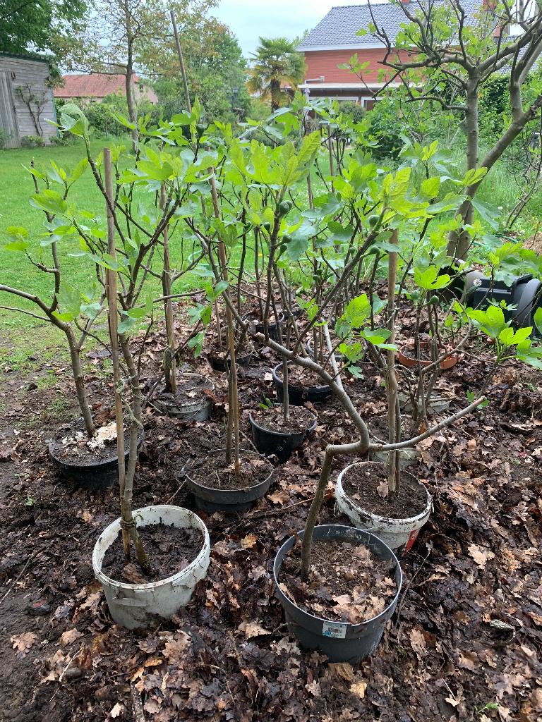 vijgenbomen Ficus carica, Tuin en Terras, Planten | Fruitbomen, Ophalen, In pot