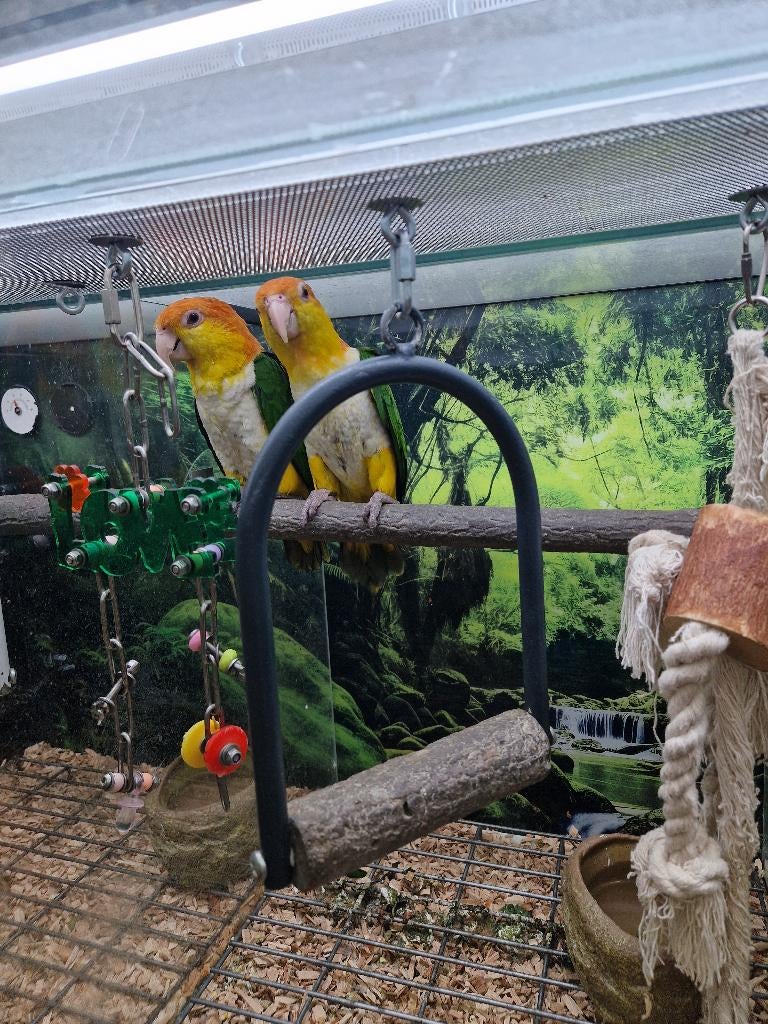 koppel roestkop caique, Plusieurs animaux, Perroquet, Bagué