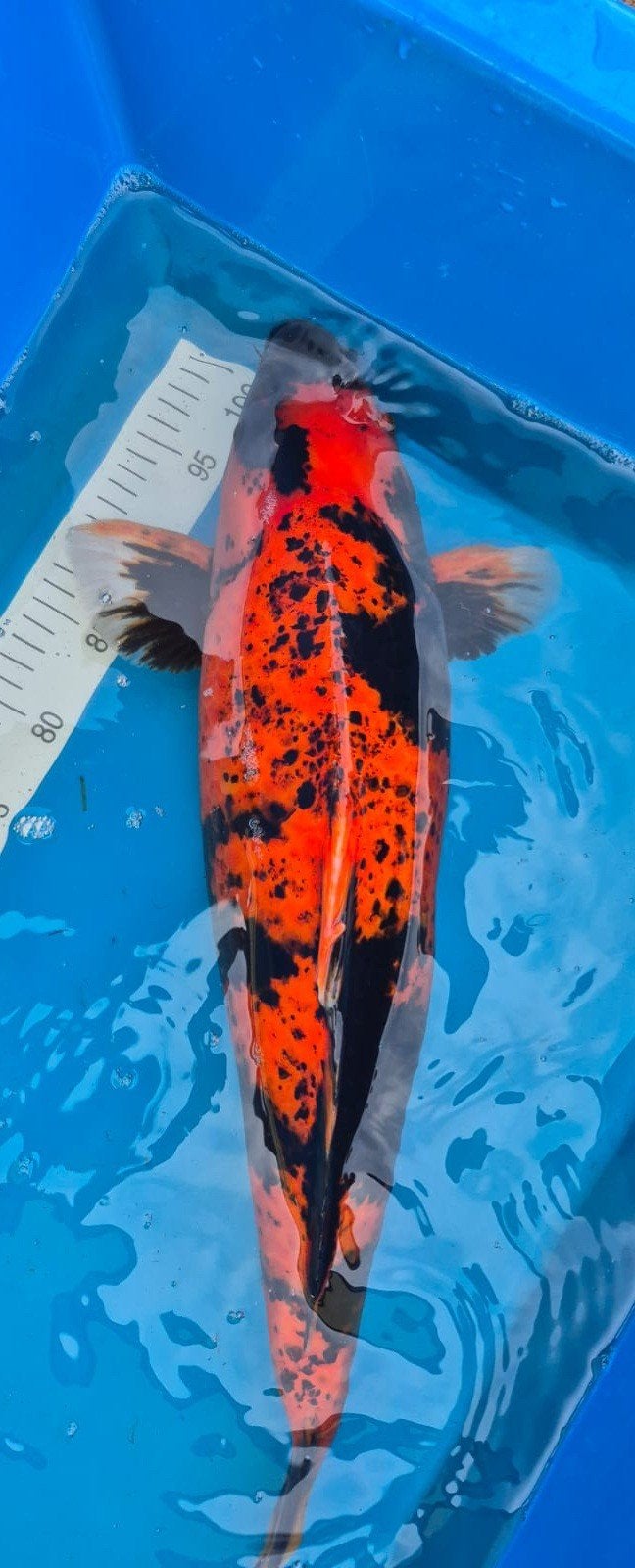 Prachtige Japanse Hi Utsuri Shinoda 50-55cm + Certificaat, Dieren en Toebehoren